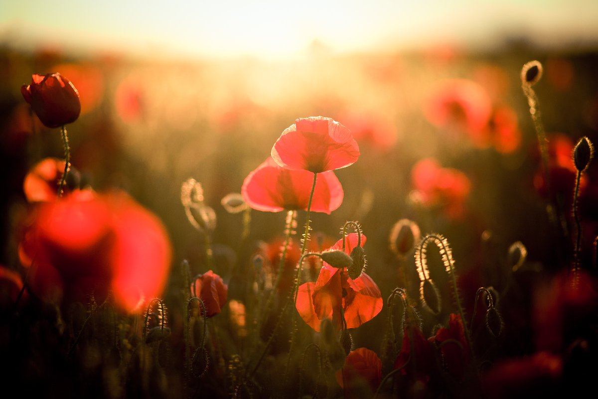 GamaAviation's tweet photo. Lest we forget the sacrifice made by so many.

#rememb ranceday #wewillrememberthem https://t.co/keTl0AFOlI