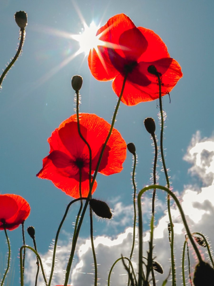 ‘Greater love has no one than this: to lay down one’s life for one’s friends.’

John 15:13 #RemembranceDay2021 #RemembranceDay #remembrance