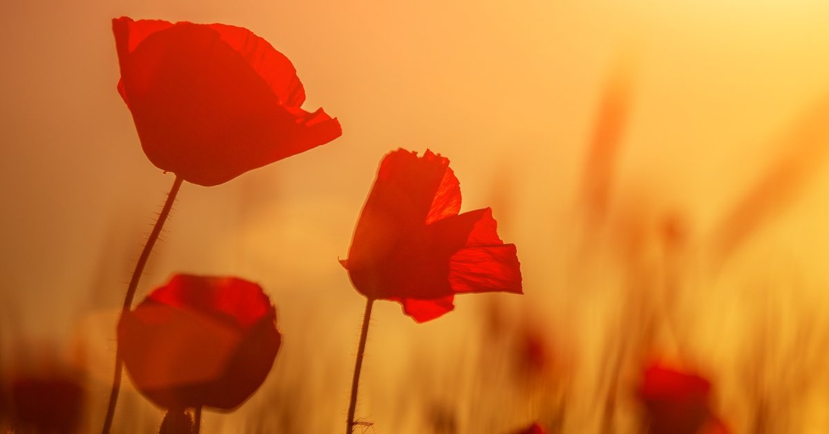 SummerfieldHC's tweet photo. We'd like to take a minute to reflect on Remembrance Day, where World War 1 ended on the 11th hour, of the 11th day, on the 11th month. Lest we forget. https://t.co/vljfpgTRSN