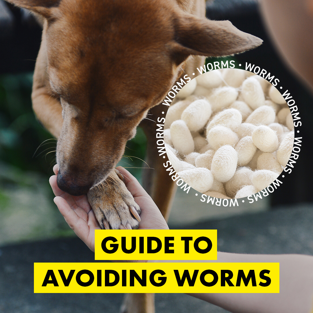 The struggle is real. But thankfully, there’s plenty of simple dietary considerations that may help to reduce a parasitic infestation. 🐛 

Head over to our Instagram page for the guide →  instagram.com/rocketodogfood/

#rawdoguk #rawdogfood #organicdogfood