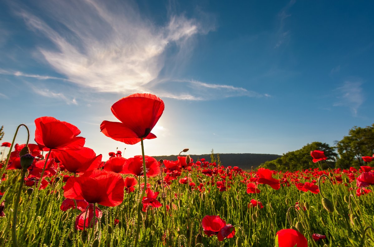 AshfordColour's tweet photo. Today at the eleventh hour, on the eleventh day, of the eleventh month we pause to thank and remember all the men and women who dedicate their lives to defending our freedom. #RemembranceDay2021 #ThankYou #LestWeForget  #TwoMinuteSilence https://t.co/g2RTihPfxi
