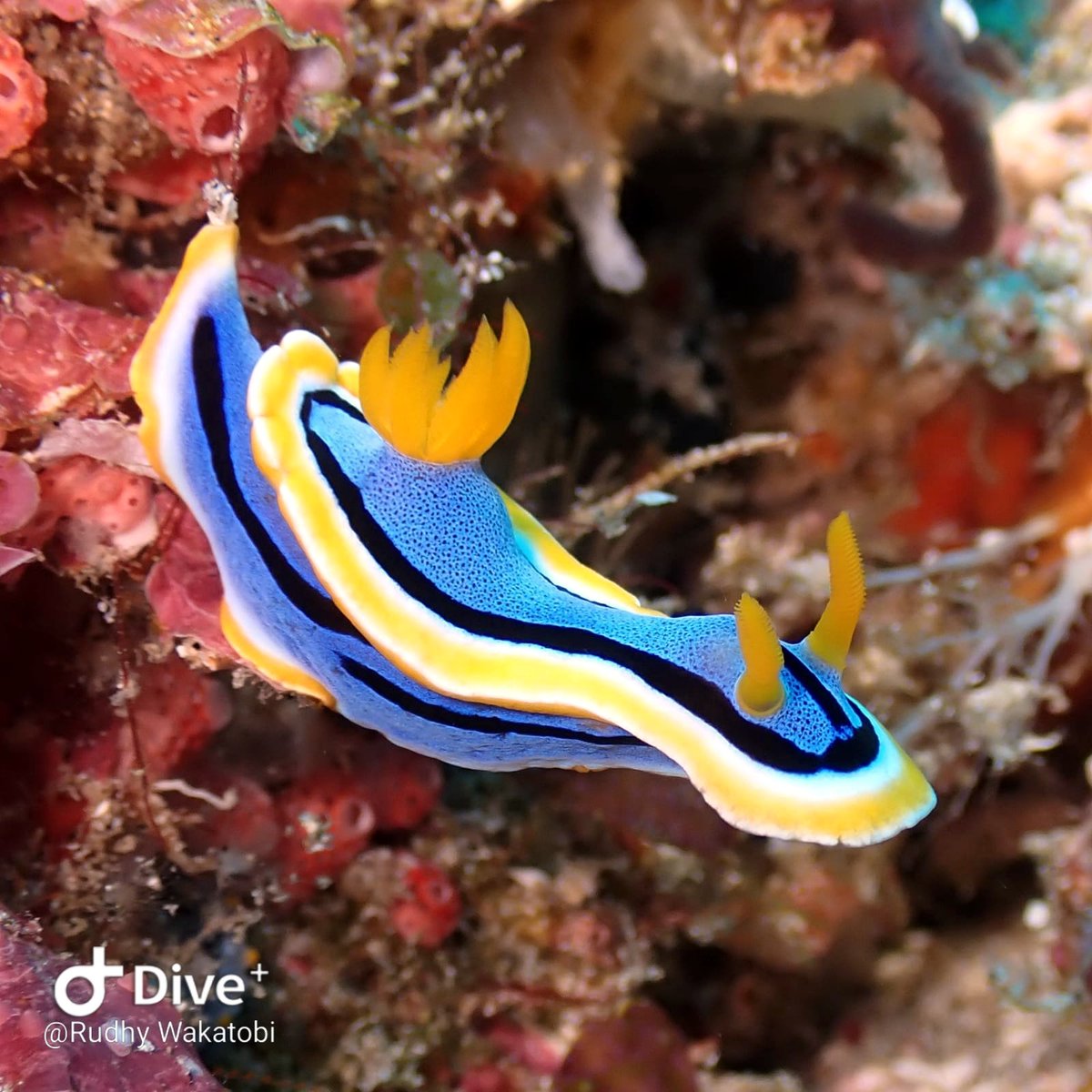 NUDIBRANCH! 🤩🌈 These brightly colored sea slugs can be found in shallow waters and there are more than 2000 species!

#Indonesia boasts the most species - being surrounded by 3 different oceans and great weather helps! 🌊🐌

📸: @Rudhy_wakatobi