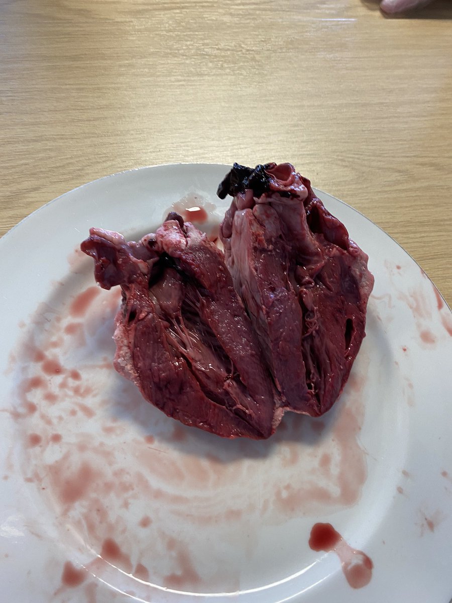 Transition to Health students compared their diagrams to real hearts in this very hands on lesson about the circulatory system today. @CrawleyCollege <a href="/mrsmad40/">Clare Steere</a> 
#Tlevels #Health