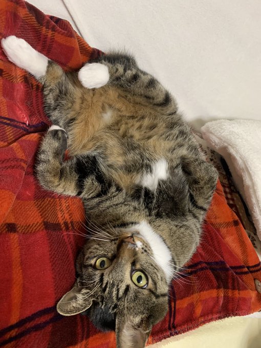 ひっくり返り猫〜🐈 