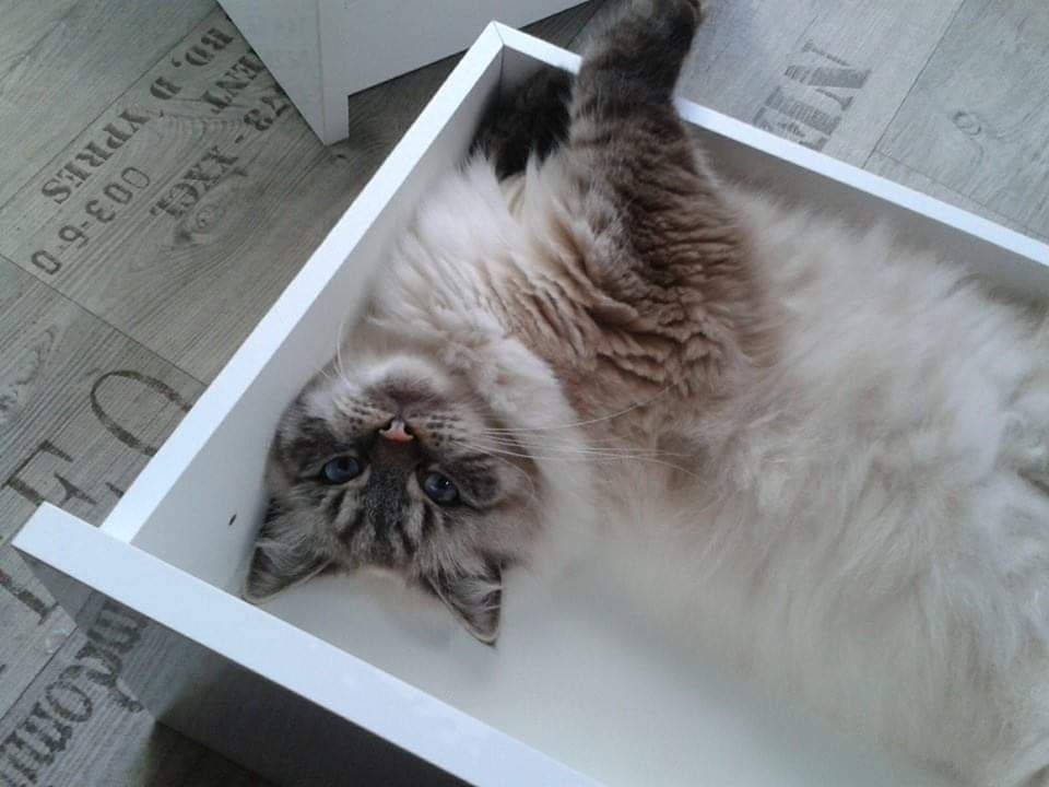 thehairycats's tweet photo. Apparently it is #ThrowbackThursday. Here is me when I was little, helping my mum to assemble an Ikea cabinet. It reminds my mum that the cabinet needs replacing because the bottom keeps falling out. #Yuri #DIYCat https://t.co/g6S9ayzz4L