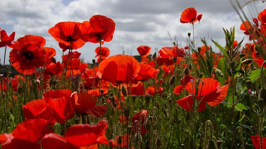 Our nation owes a debt to our fallen soldiers, which we can never fully repay. Today and always we remember, lest we forget. #MemorialDay #rememberanceday