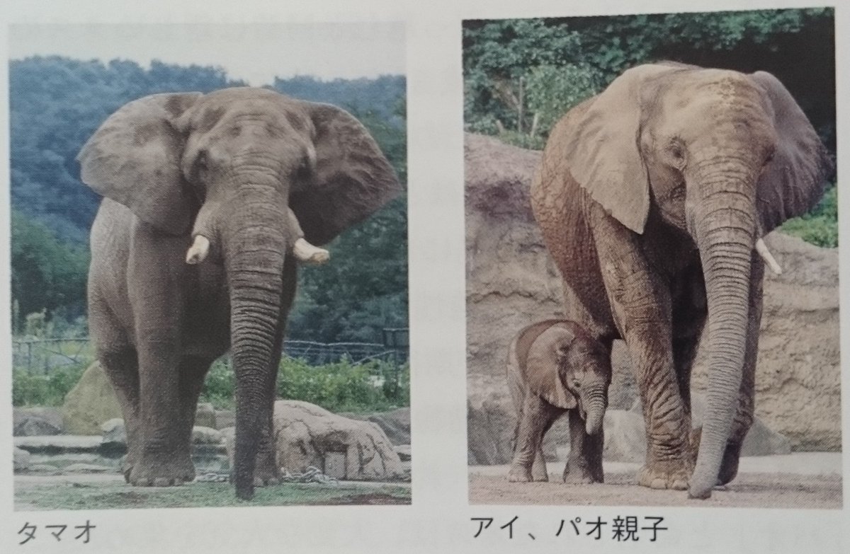 アフリカゾウ 左：「タマオ（1968～2006）」 右：「アイ（1982～2021