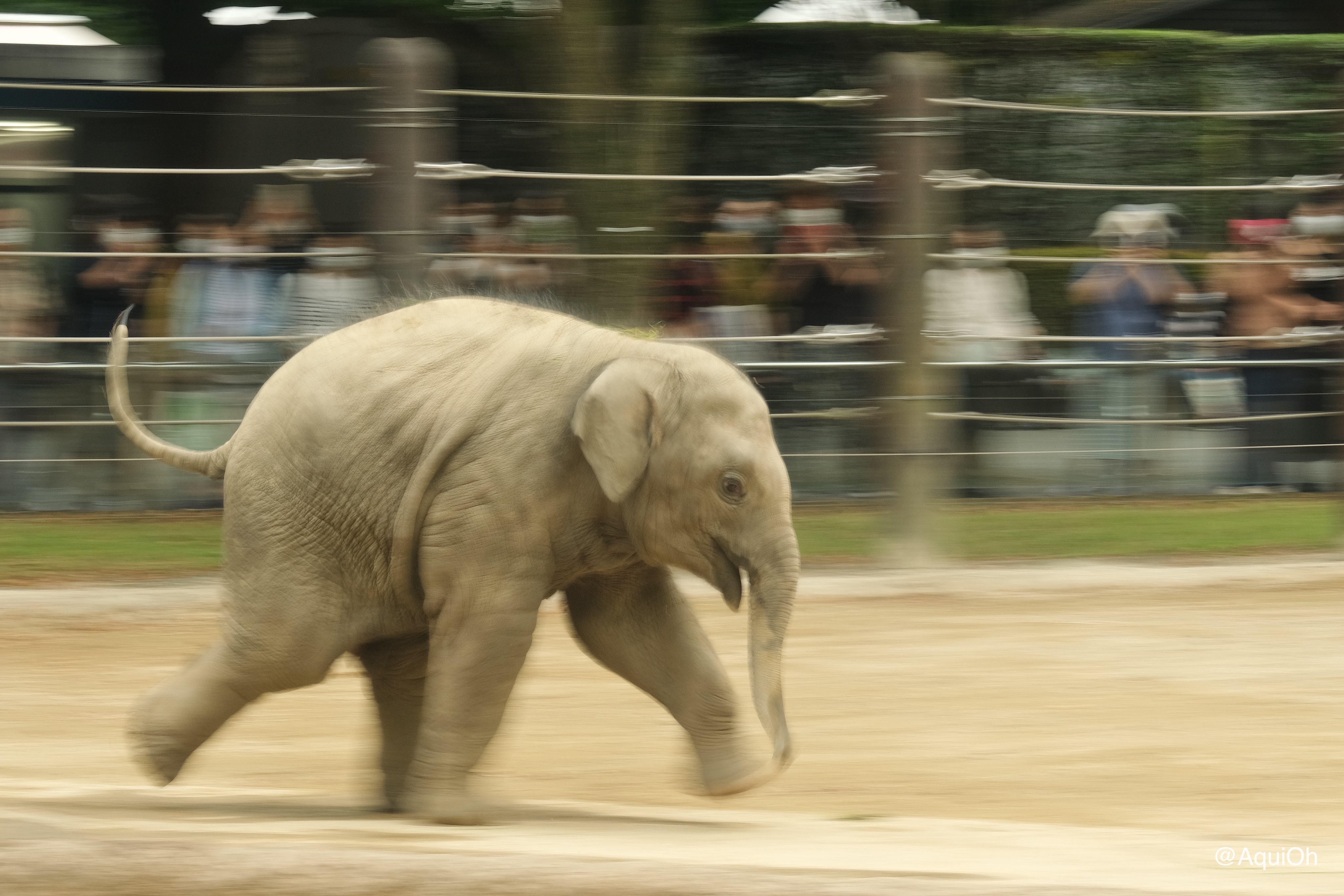 やや転び直樹 あなたのタイムラインを子象が横切る 上野動物園 アジアゾウ アルン T Co Rrvedbqsl2 Twitter