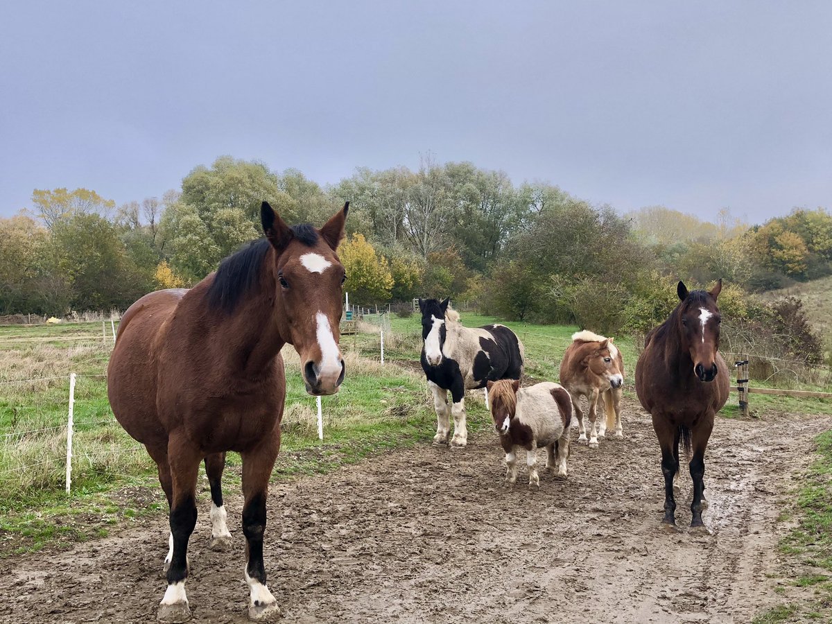 hoovesontrack's tweet image. The gang this morning stood in the appropriate pecking order too 🤣 #friendsforagefreedom #tracksystem #equinepodiatry