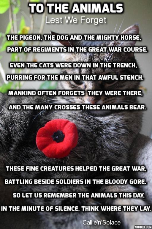 emlou19's tweet photo. #RemembranceDay2021 #RemembranceDay #LestWeForget #NeverForget #murphysarmy #purplepoppy #animalsinwar #TheyAlsoServed @MA_PurplePoppy https://t.co/zH5Yd1B1sR