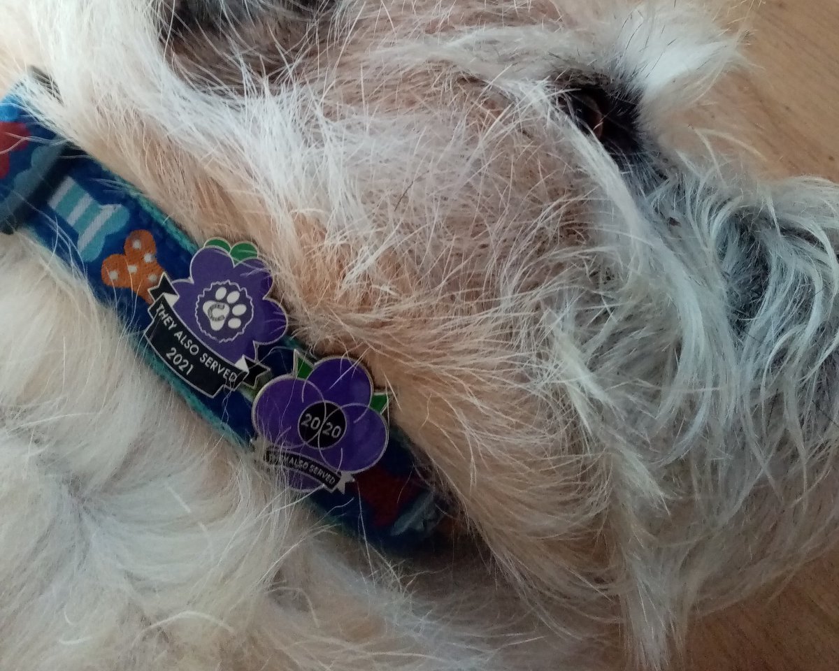 Alfie_Boy_Dog's tweet image. #LestWeForget #TheyAlsoServed #MurphysArmy @MA_PurplePoppy #PurplePoppyCampaign
