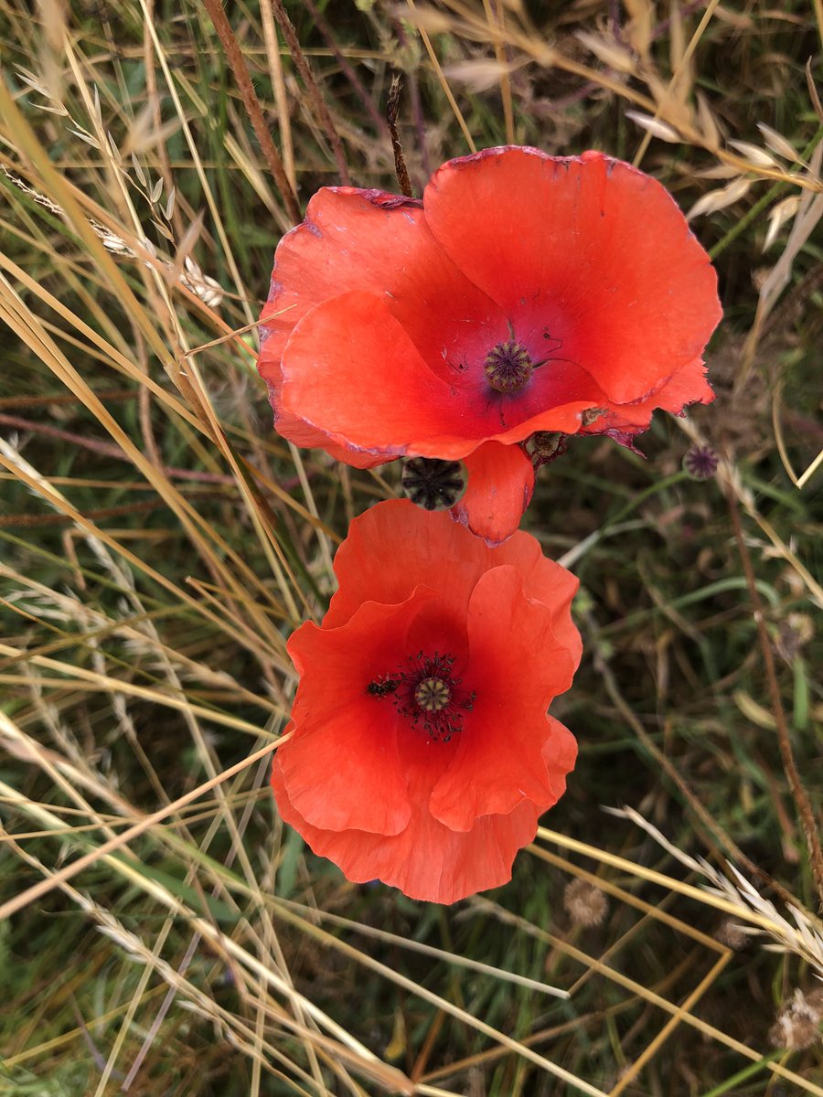lisa_bonang's tweet photo. We will remember them #RemembranceDay2021 #APittanceOfTime https://t.co/NpncGxmYnV