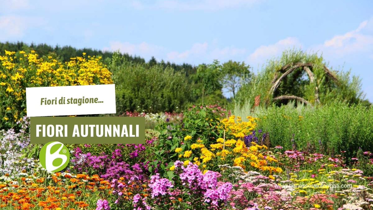 BenessereInfo's tweet photo. Ecco 14 fiori autunnali per balconi, giardini e davanzali da non perdere ⇨ https://t.co/flQxhl4NaU https://t.co/dUBIFw7INq
