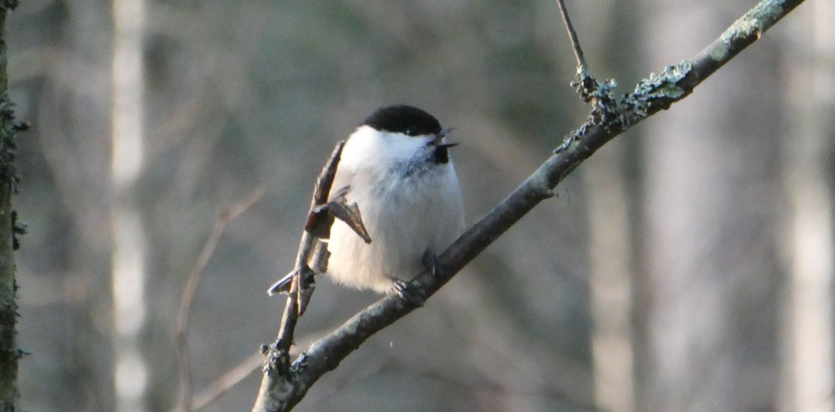 iNaturalist Suomi tweet media