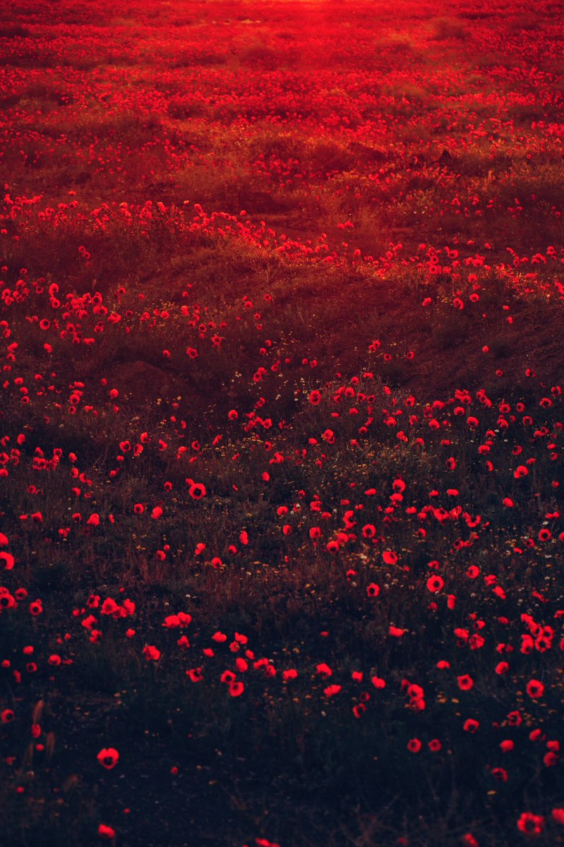 thompson_Jay's tweet photo. Lest we forget https://t.co/AumG6elEyc