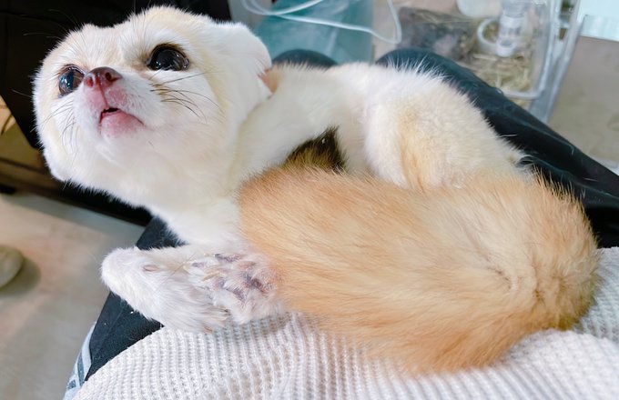 キュートもクールもお任せあれなキツネ様🦊 