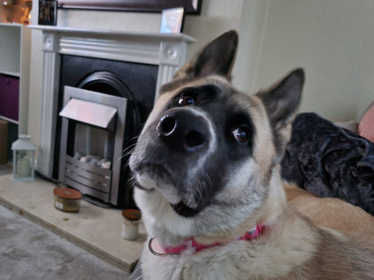 This beautiful 2 year old girl is Rainbow and she is looking for a new home. Can live with children over 12 but needs to be an only pet.

To apply to adopt complete a form here friendsofakitas.co.uk/site.php?actio…