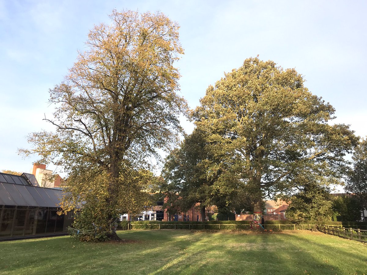 Here are the trees and garden. They are due to be bulldozed for a car park (with car parking capacity in the town at c60%). /4