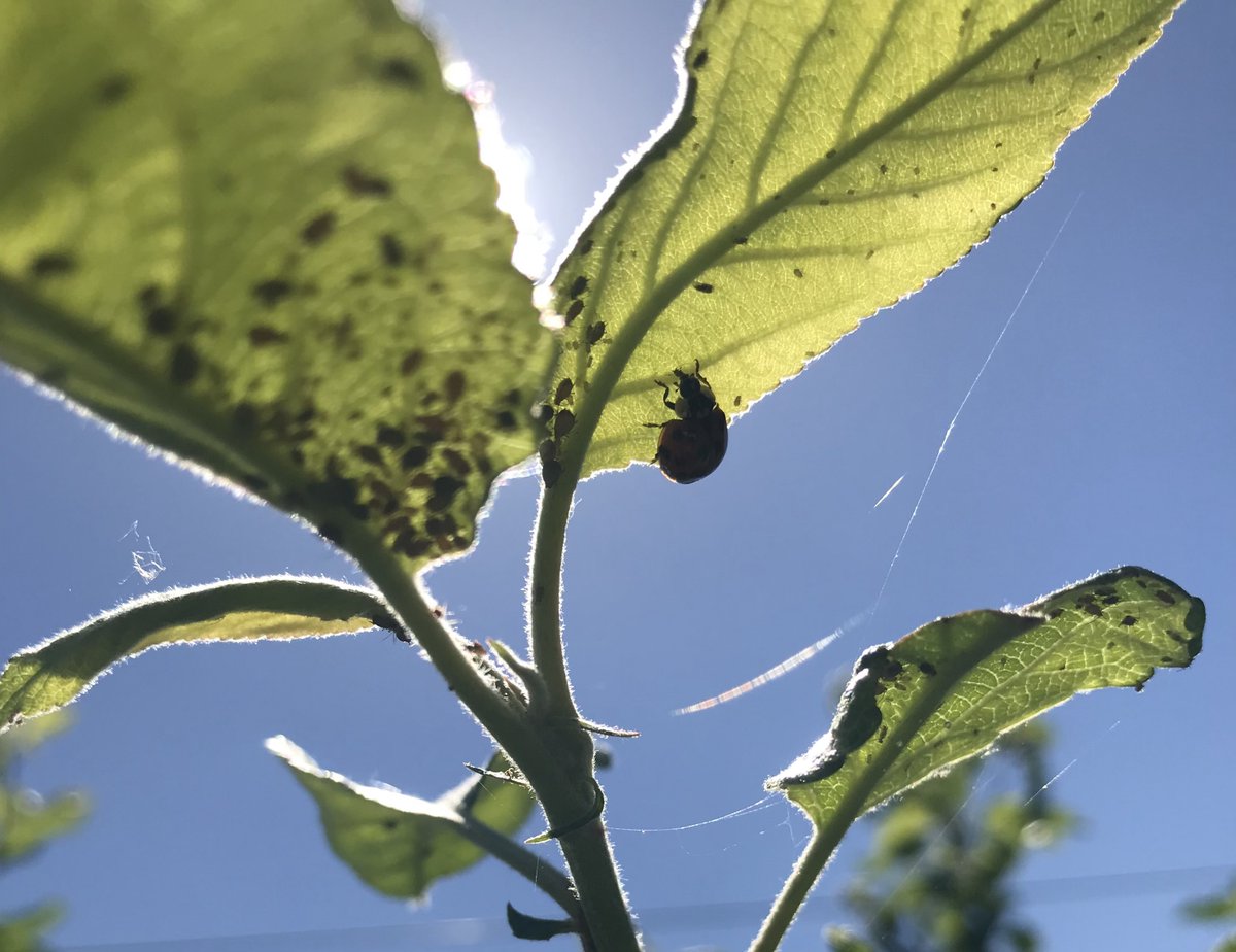 Charl_Howard's tweet photo. This ladybird is munching on a major pest, the rosy apple aphid. For my PhD I am investigating the use of wildflowers to attract aphid predators into orchards as natural pest control with the hope to reduce reliance on chemical pesticides! #agrifoodbecause @SCI_AgriFood https://t.co/uzQdfVFxza