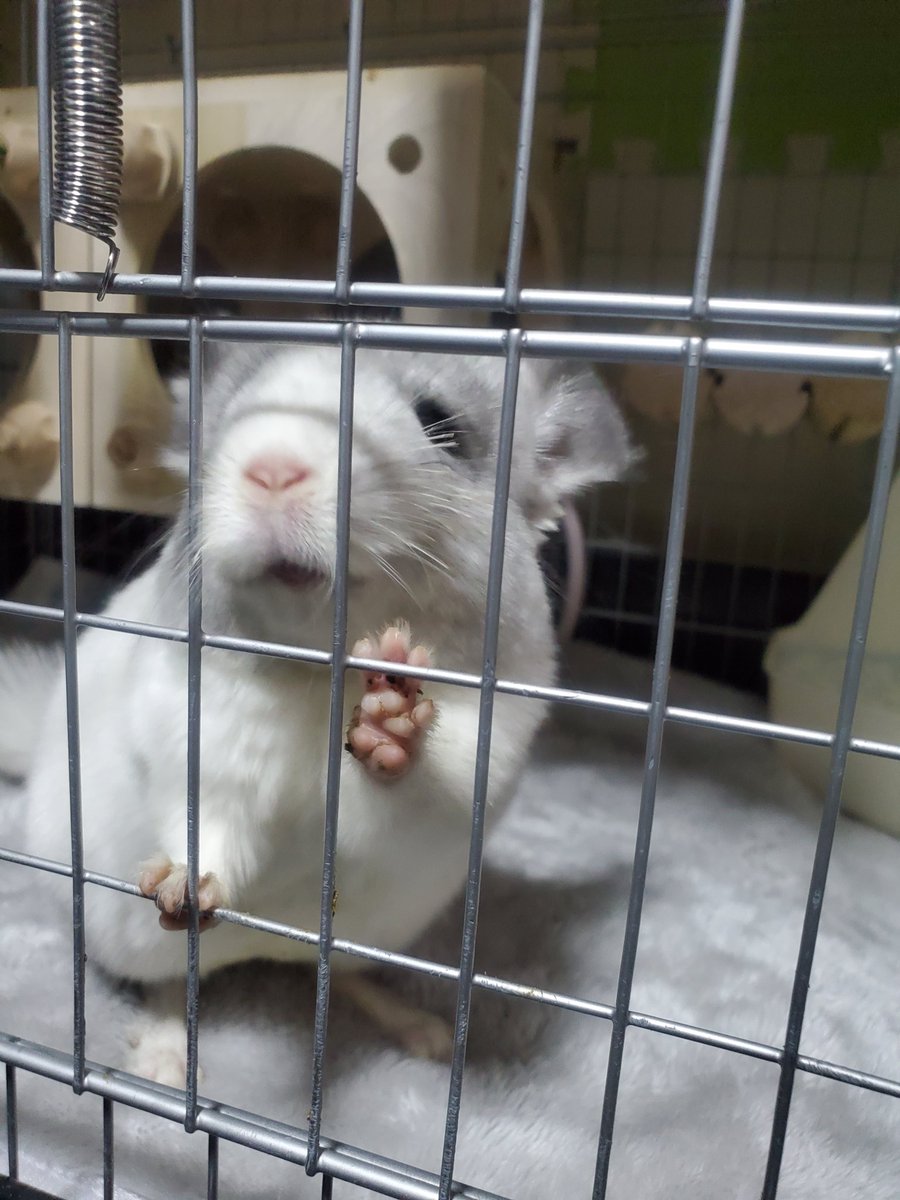 harinezumin05's tweet photo. 動物病院に行ってきました。
新しくお迎えしたチンチラ(トトちゃん)のお腹の調子が良くなく、、ペレットなしのチモシー生活で一時は回復したのですがペレットを何粒かあげたら酷いユルユルに😥　ペレットをあげるのが早かったのか合わなかったのか、、

今日から朝晩お薬です！
(ウンチに虫はなし！) https://t.co/bVTubx7xzx