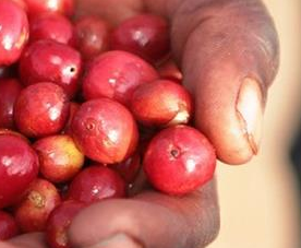 ApricotComputer's tweet photo. Apricot Computers has launched a social enterprise called the Rwanda Broadband Group. We will be able to give back even more under RBG. Helping local farmers with IoT is critical. https://t.co/vLt5dNymQt
