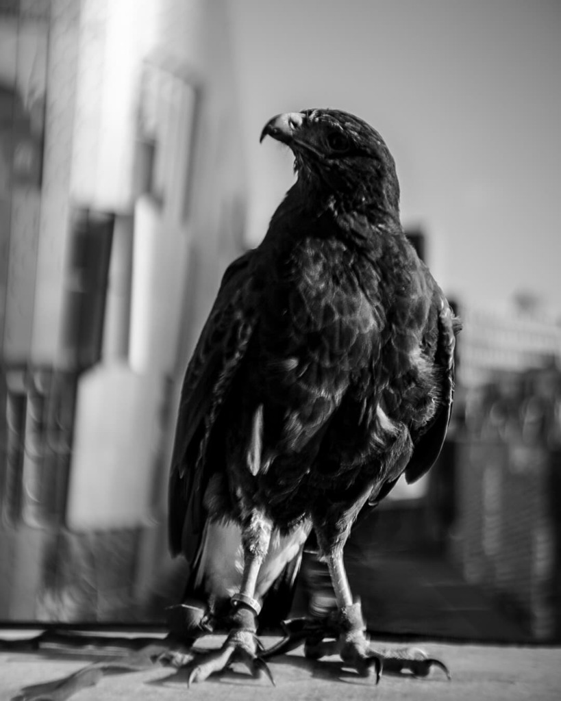 Bussard still near

#bnw_epic #bnw_rose #bnw_life #bnwmood #bnw_diamond #fotografie_ist_unser_hobby #bnw_captures #fotografie #bnw_greatshots #bnwphoto #bnw_city #schwarzweißfotographie #monochrome #fotografieren #monochromephoto #fotografierenmitleidens… instagr.am/p/CWIjK9wAl-T/