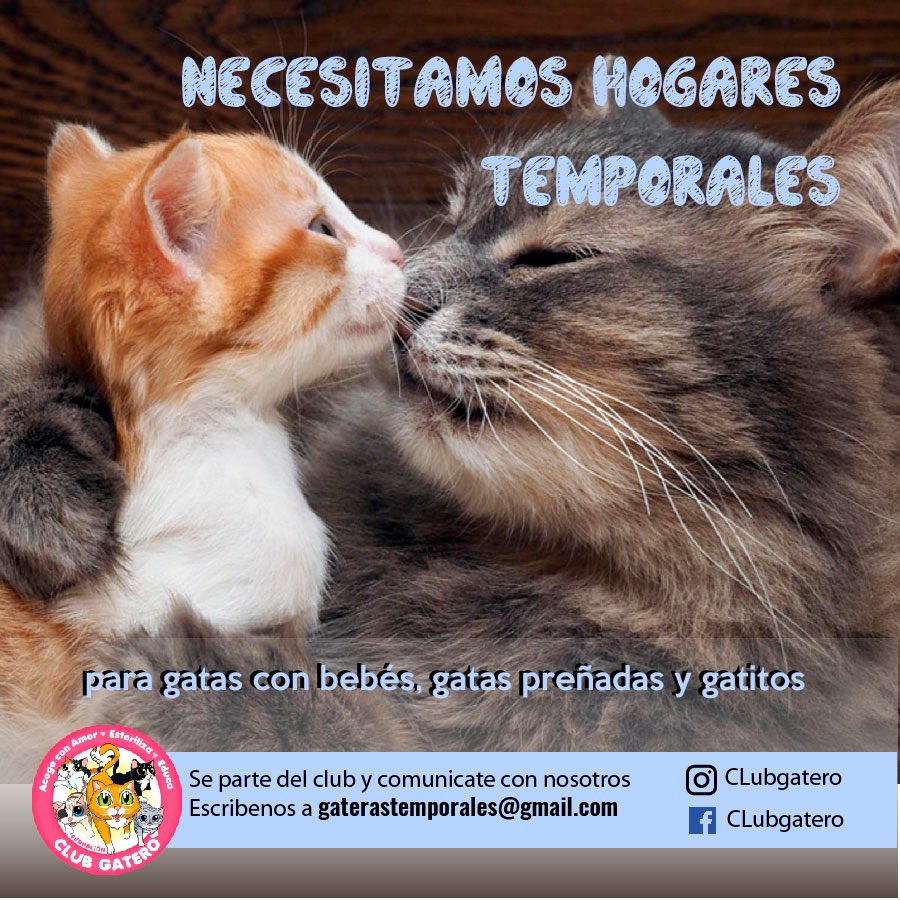 clubgaterogrupo's tweet photo. Buscamos hogares temporales https://t.co/OvN1JEPCxl