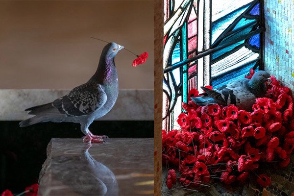 a_london_pigeon's tweet photo. Last year a pigeon was building a nest out of paper poppies, inside the Australian War Memorial
#goodshortread
https://t.co/ji4TE9Fuw9 https://t.co/SRRzvgWQm1