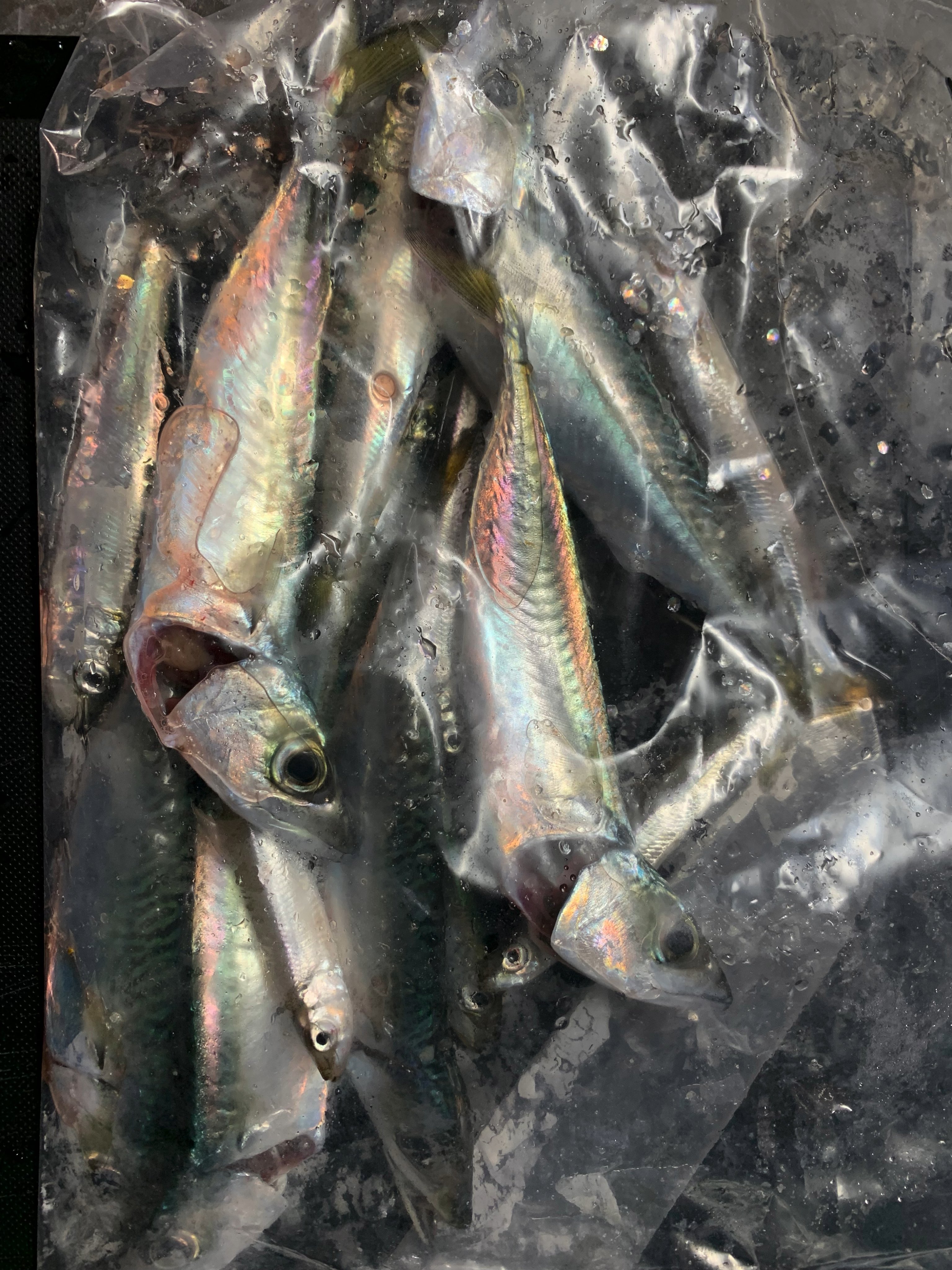釣りエゾチ 北海道 Ezochi Fishing Twitter