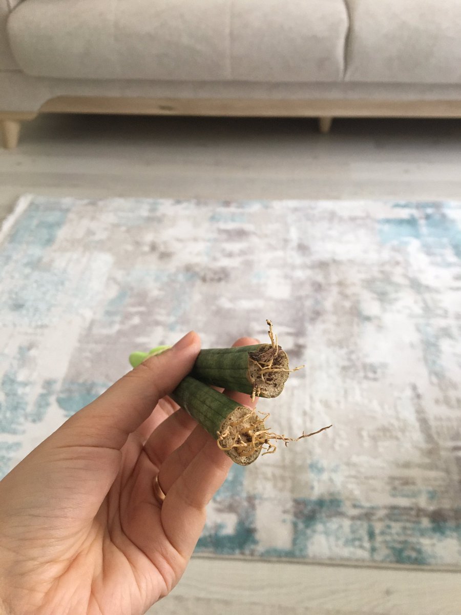tudesce's tweet photo. İki ay önce hediye gelen ve süs sandığım şeyin canlı çiçek çıkması 🤦🏻‍♀️

Bir insan daha ne kadar cahil olabilir bilemiyorum 😅 https://t.co/Fk3VwQHkef