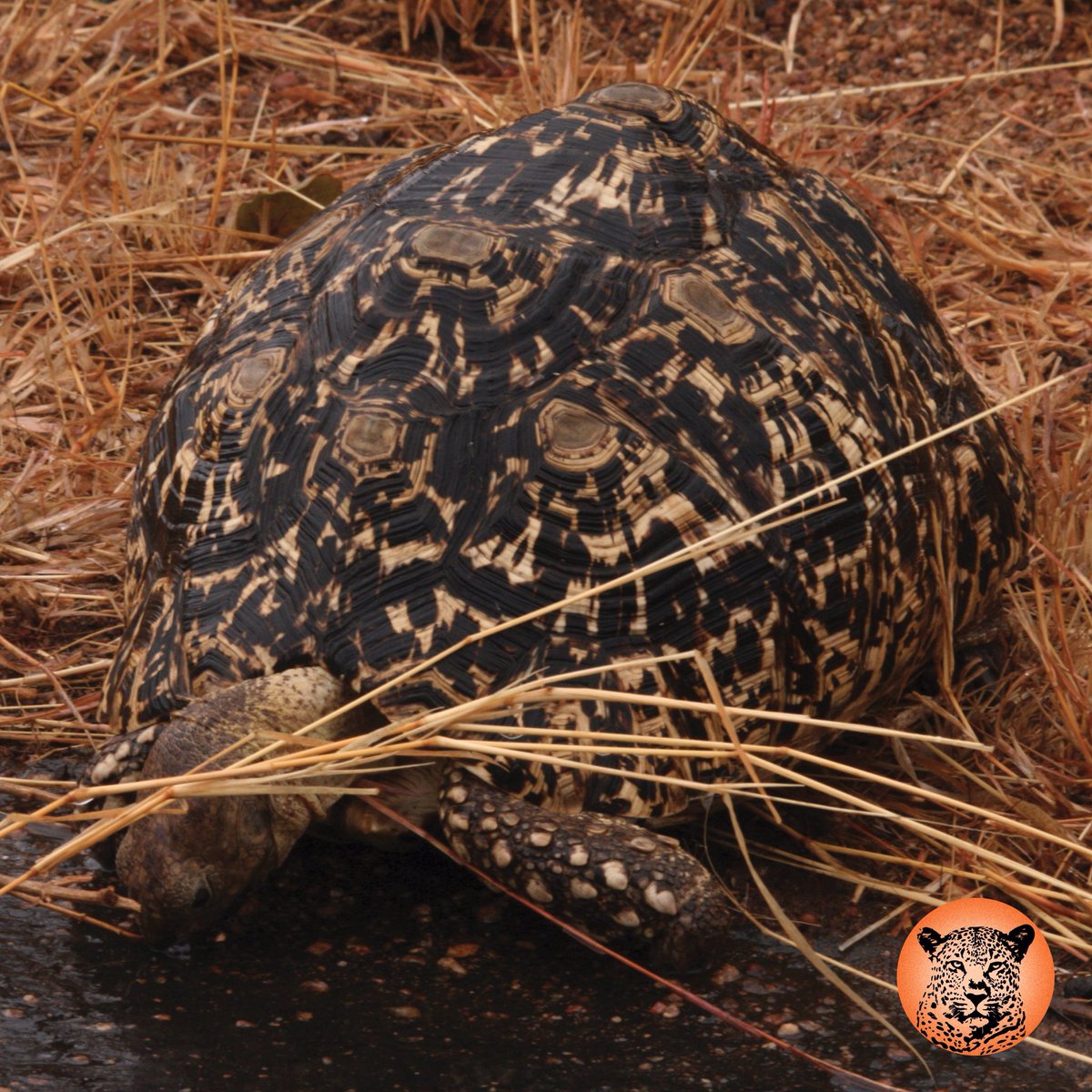 SafariUltimate's tweet photo. The leopard tortoise is a large and beautifully marked tortoise found in the savannas of eastern and southern Africa, from Sudan to the southern Cape.
They’re also part of the lesser know Small 5.
#leopardtortoise #tortoise #tortoisesofinstagram #safari #wildlife #small5 https://t.co/KRJkiBnQRc