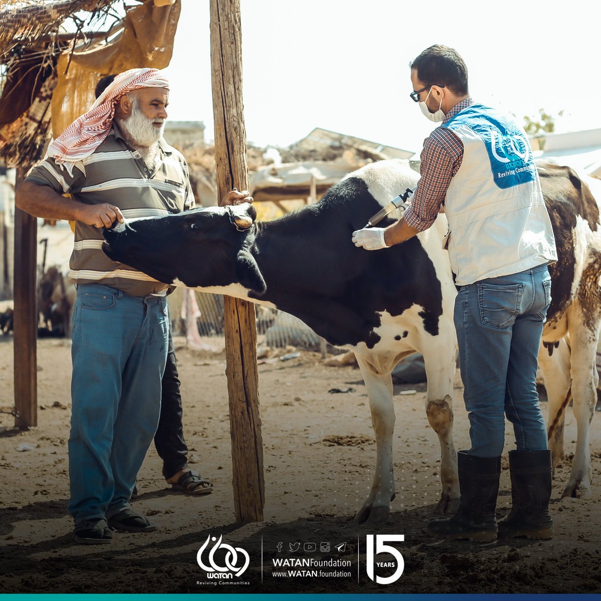 WATANFoundation's tweet photo. #WATAN finished the #vaccination campaign against #LSD, which included 2,792 heads of #cows, in addition to a campaign against #sheeppox, which included 339,177 #sheep and #goats in the countryside of #Aleppo, including the areas (#Afrin #Azaz #Akhtarin #Suran #Marea #Jandires). https://t.co/bEoeYQetmg