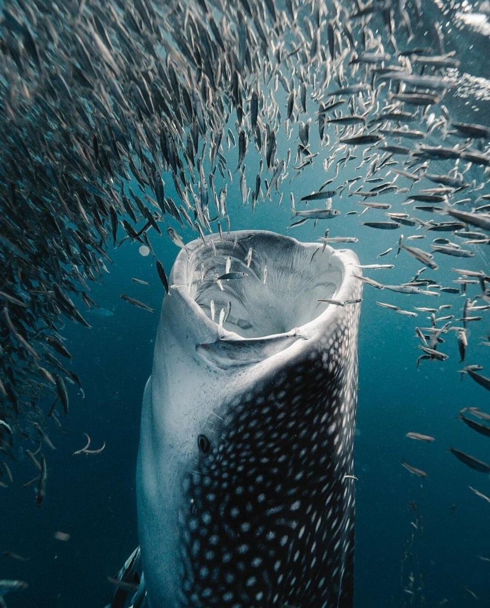 nayef_Al_saif_'s tweet photo. WHALESHARK

Whale shark's mouths can stretch to around 4 feet wide. Photo by Josiah William Gordon https://t.co/p24Y5aVAvo