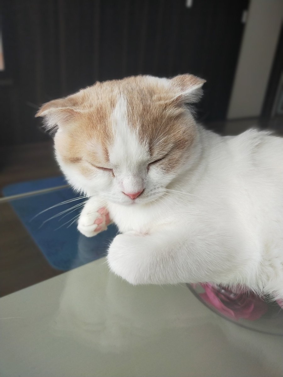 ガラスの上がひんやり気持ちよさそう🥰

#猫　#ねこ　#スコティッシュフォールド　#猫好きさんと繋がりたい　#猫の居る暮らし　#cat #catlovers #CatsOfTwitter #tsumugi4month
