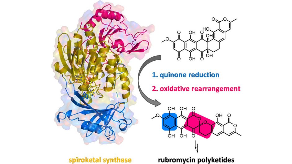 angew_chem's tweet photo. .@teufellab: Structure snapshots, mechanism of a key spiroketal synthase. Insights into extensive oxidative backbone rearrangements, spiroketal pharmacophore assembly in rubromycin biosynthesis #polyketides #flavoenzymes #openaccess thanks to #projektDEAL https://t.co/6RHaHr325j https://t.co/wIDrsUWIoW
