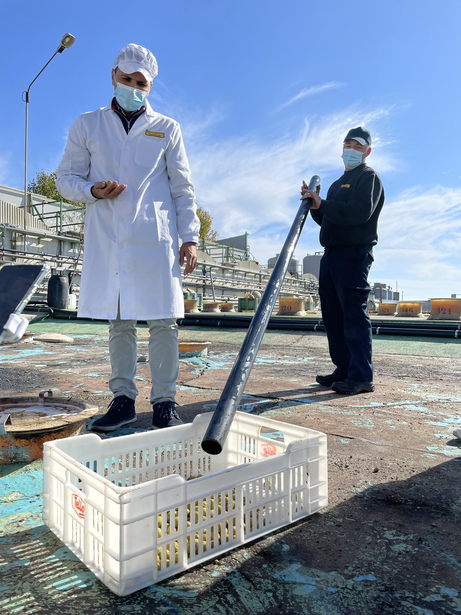 🚘Felices de volver a <a href="/aunahorade/">aunahorade</a> con #AUnaHoraDeSevilla edición Umbrete, celebrando el #momentoaceituna y la previa a la #FiestaMostoyAceitunaUmbrete.

🫒Empezamos en ▶️ @escamillasat.

@AyuntamientoUmbrete