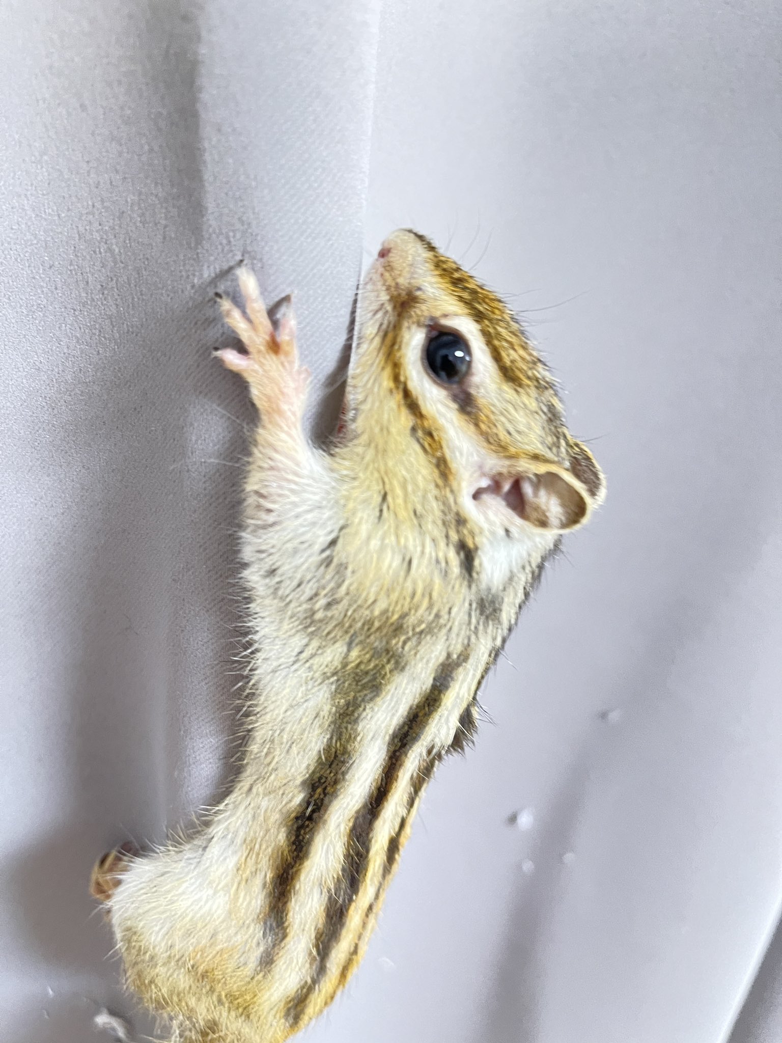 しまりすページ まぢ無理リス化しよ！ (@hontonimazimuri) / X