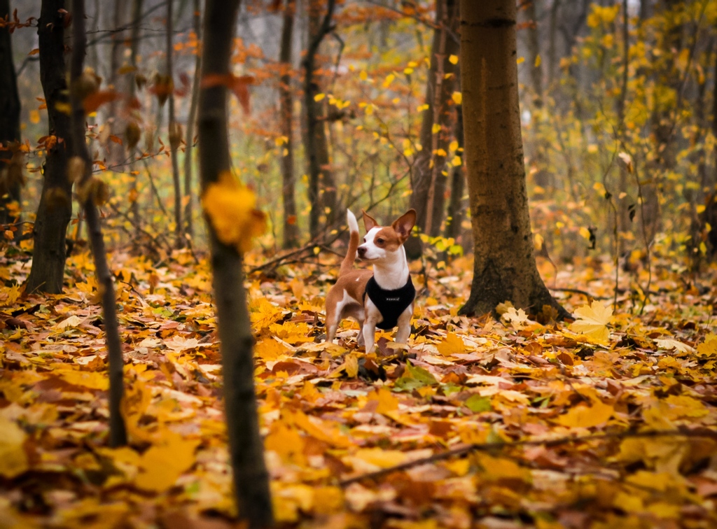 Show us your latest doggie photos and videos! 🐶📱🐶