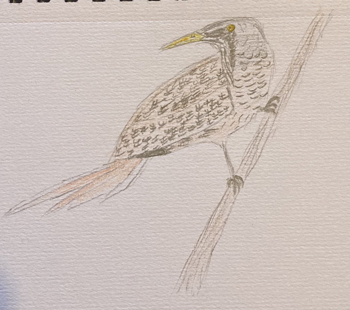 samgod96's tweet photo. Bearded Tittern- idea suggested by @_JamieEverett, clearly keen to create a master of the reedbeds… Bit of a beast methinks. #inventabird https://t.co/xJRZ2Qw2re
