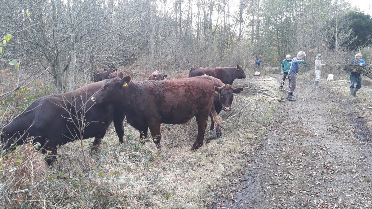 SussexWildlife's tweet image. Our lovely new Sussex cattle came to see what the volunteers were up to yesterday at Burton and Chingford Ponds Nature Reserve. The cattle were funded by the 
@HeritageFundUK through the #HeathlandsReunited project and will be off to Graffham Common nature reserve soon.