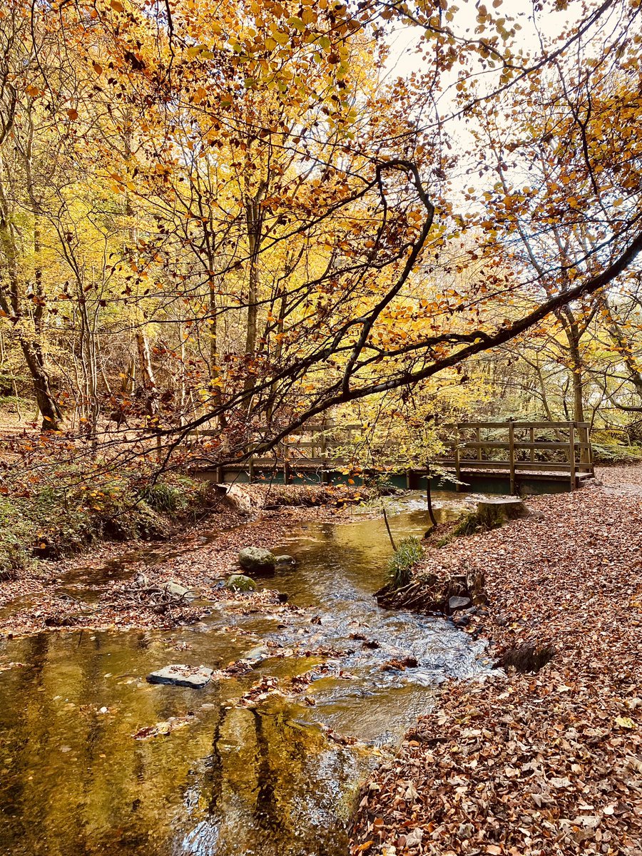 StuartD_Fife's tweet image. Quick 10 minute #screenbreak walk into Keil’s Den
@WoodlandTrust @welcometofife #StormHour