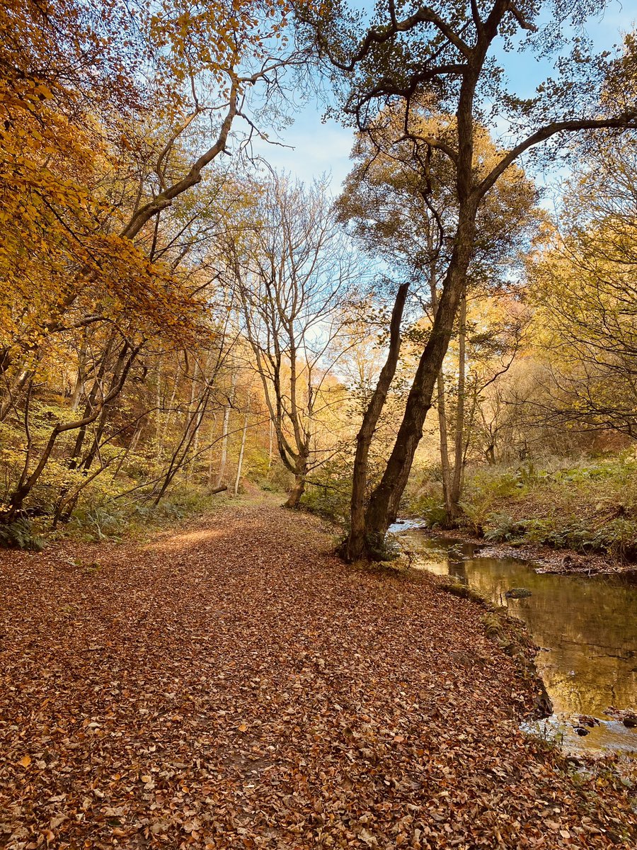StuartD_Fife's tweet image. Quick 10 minute #screenbreak walk into Keil’s Den
@WoodlandTrust @welcometofife #StormHour