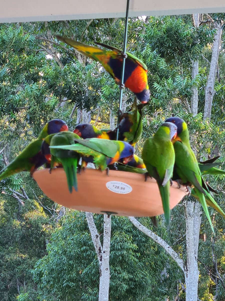 Working from new location - my birdtable is a lot more colourful #aussiespecialist #traveladvisor