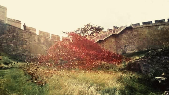 Abby_Claree's tweet photo. They shall grow not old, as we that are left grow old. Age shall not weary them, nor the years condemn. At the going down of the sun and in the morning. We will remember them.πΉ #ArmisticeDay #RemembranceDay #LestWeForget #WeWillRememberThem #Photography #PoppyWave #LincolnCastle https://t.co/rbOx4rEQVR