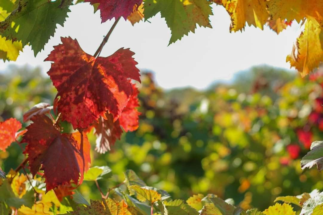 MerlottaVini's tweet photo. 🔱 Foliage 🔱 https://t.co/GgEM9Ed0rI