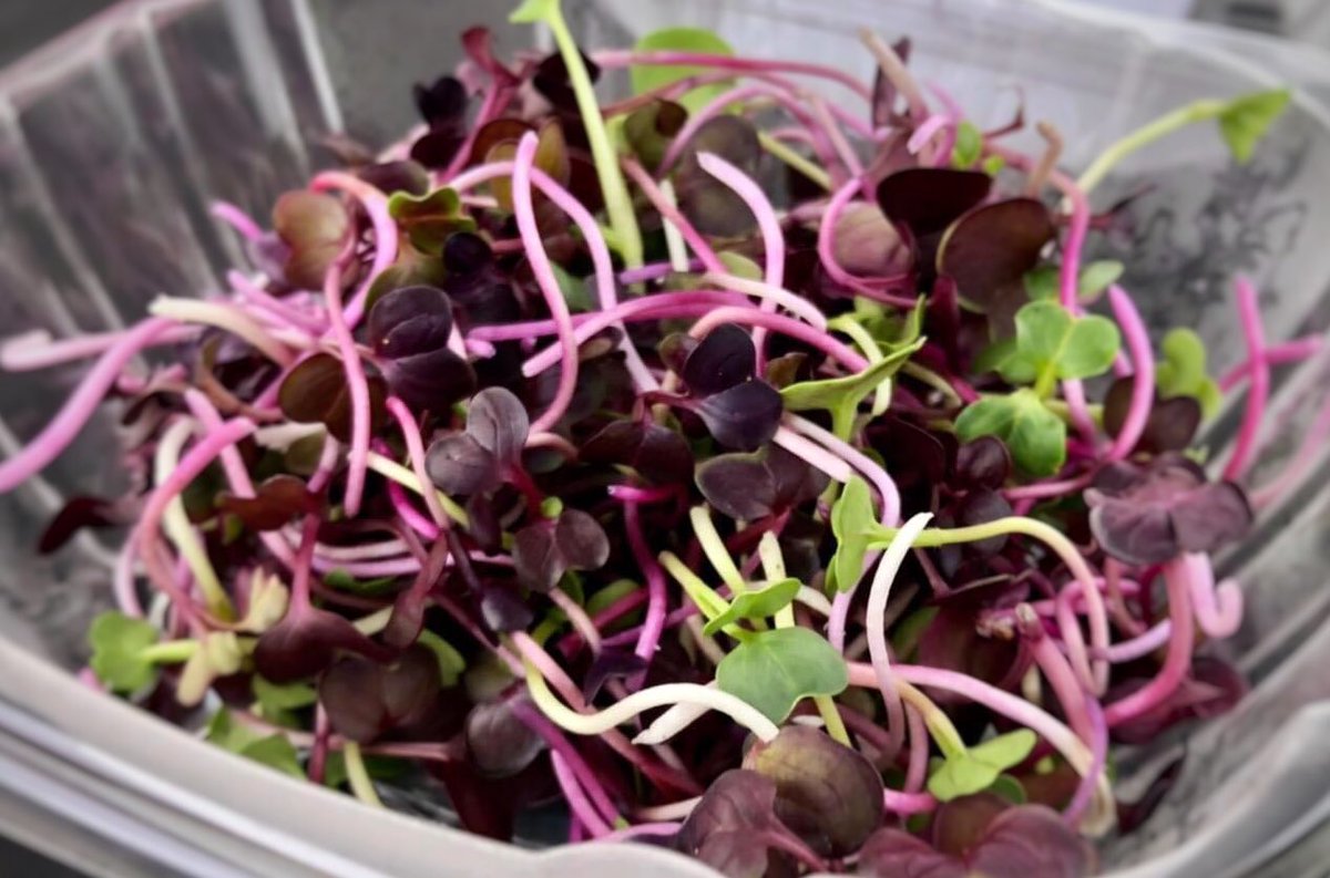 AdamsRicciFM's tweet photo. Plenty GROWING ON today 3 p.m. to dusk like these fresh micro greens along with homegrown produce. Meat &amp; poultry, homemade baked goods, raw local honey, PA wines, kettle corn, apple cider, beef sticks, soap, original art. Live music, too! #enolapa https://t.co/XBn8eoCqwe https://t.co/SMRLgqA0Sy