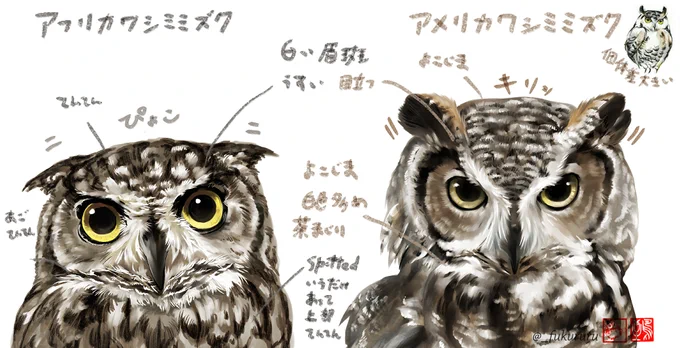 描き分けメモ英語のSpotted Eagle-owl、スポットというだけあって点々、斑感がつよい←アフリカワシミミズクと眉斑も体上部も不規則に白色目立つ→アメリカワシミミズクどっちも目つき鋭めキュンキュンしちゃう〜 