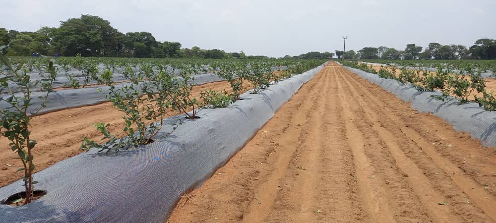 #DYK: blueberry exports are growing and 🇿🇼 has a conducive climate for blueberries. ZimTrade is currently attending a Blueberry Field Day, organised for the youth by the Federation of Young Farmers Zimbabwe and we are ready to support youth in agriculture to export.