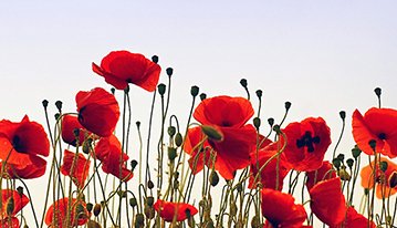 Remembering Canada's Veterans and their service and sacrifice for our country. #CanadaRemembers