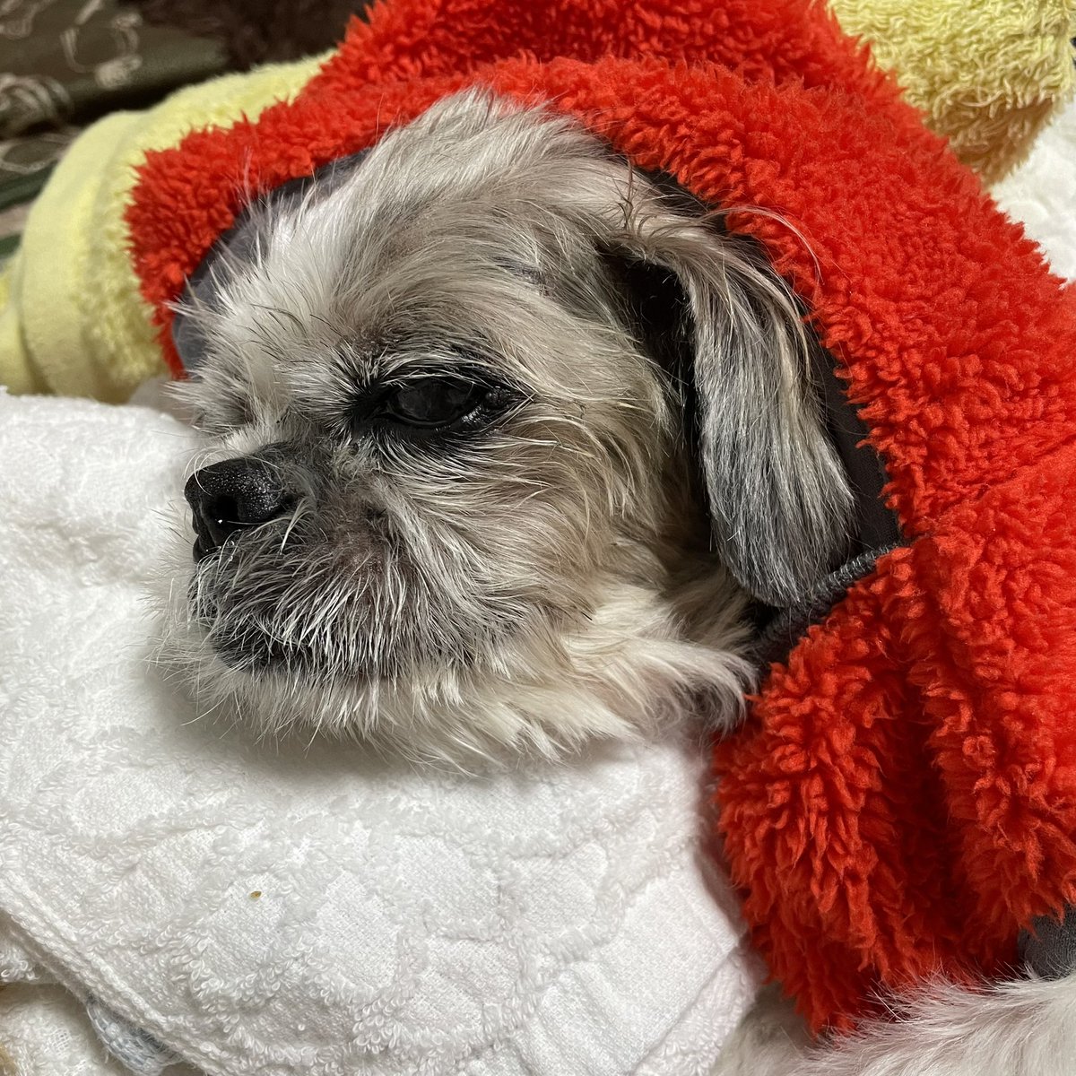 pero0426's tweet photo. こんばんは💫
都内から帰宅して電車降りたら
地元寒い〰🚃🥶
ぺろちゃんも暖か素材の洋服に
着替えてました🐶💤
今日も一日お疲れ様でした🍀 https://t.co/yW8lF0H8La